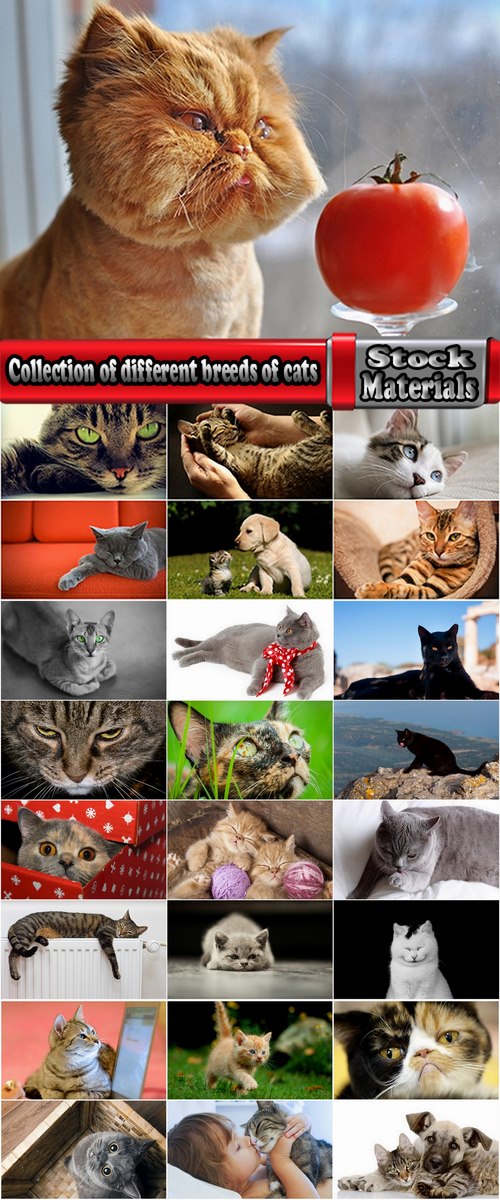 Collection of different breeds of cats kitten with puppy 25 HQ Jpeg