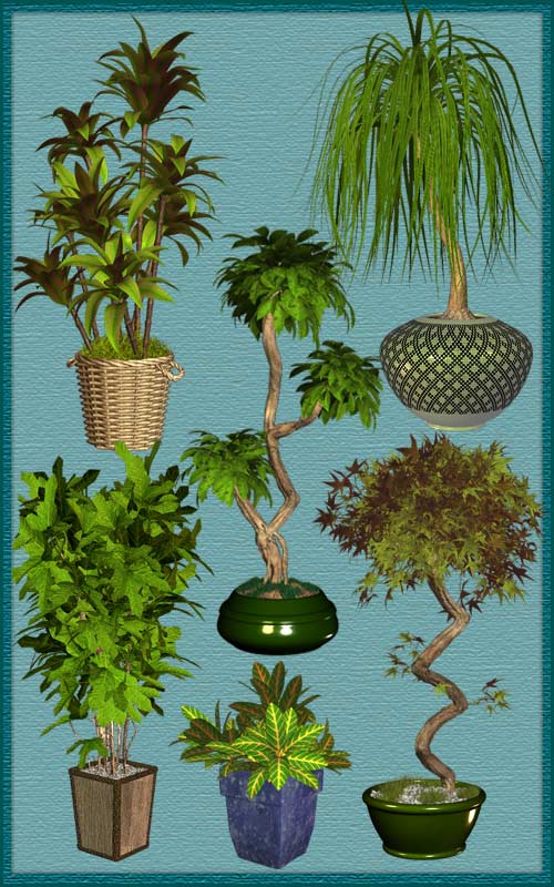 Комнатные пальмы и кустарники