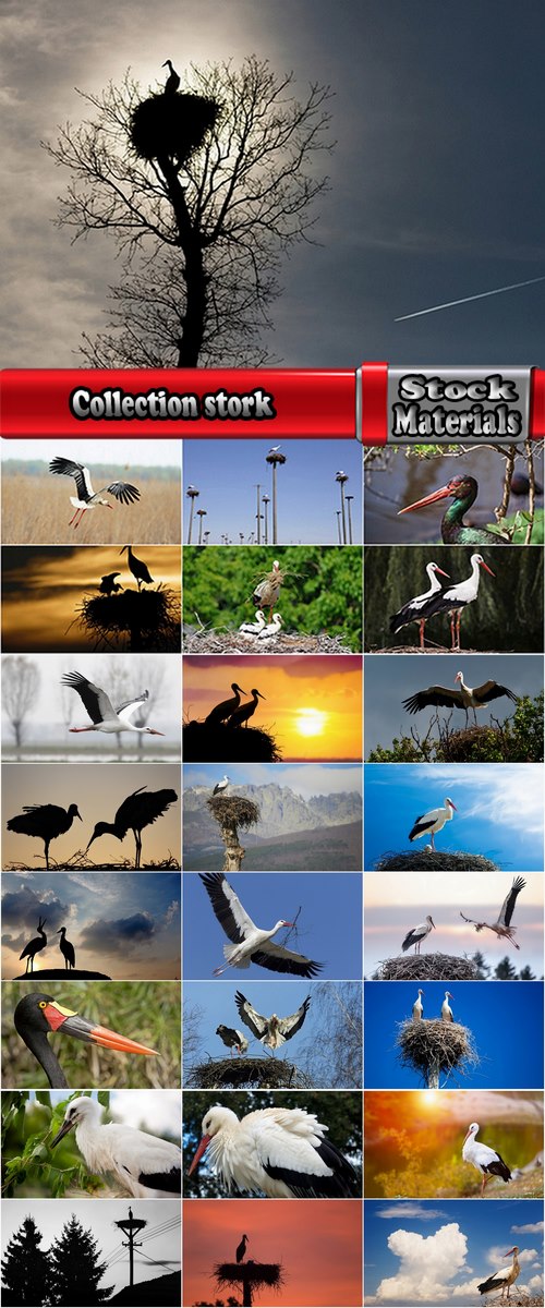 Collection stork nest flight flying bird 25 HQ Jpeg