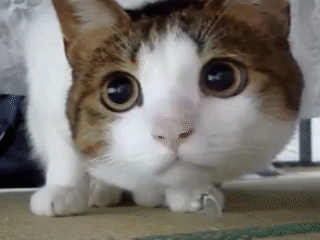 Котоплянка: Блогер с помощью кошек показал трансферную сагу Коноплянки