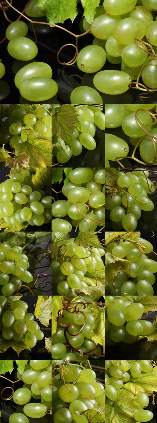 Branch of green grapes Raster Graphics
