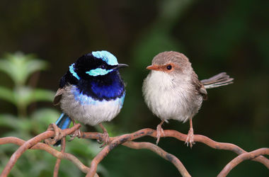 Невероятно: ученые научили птиц понимать "иностранные языки"