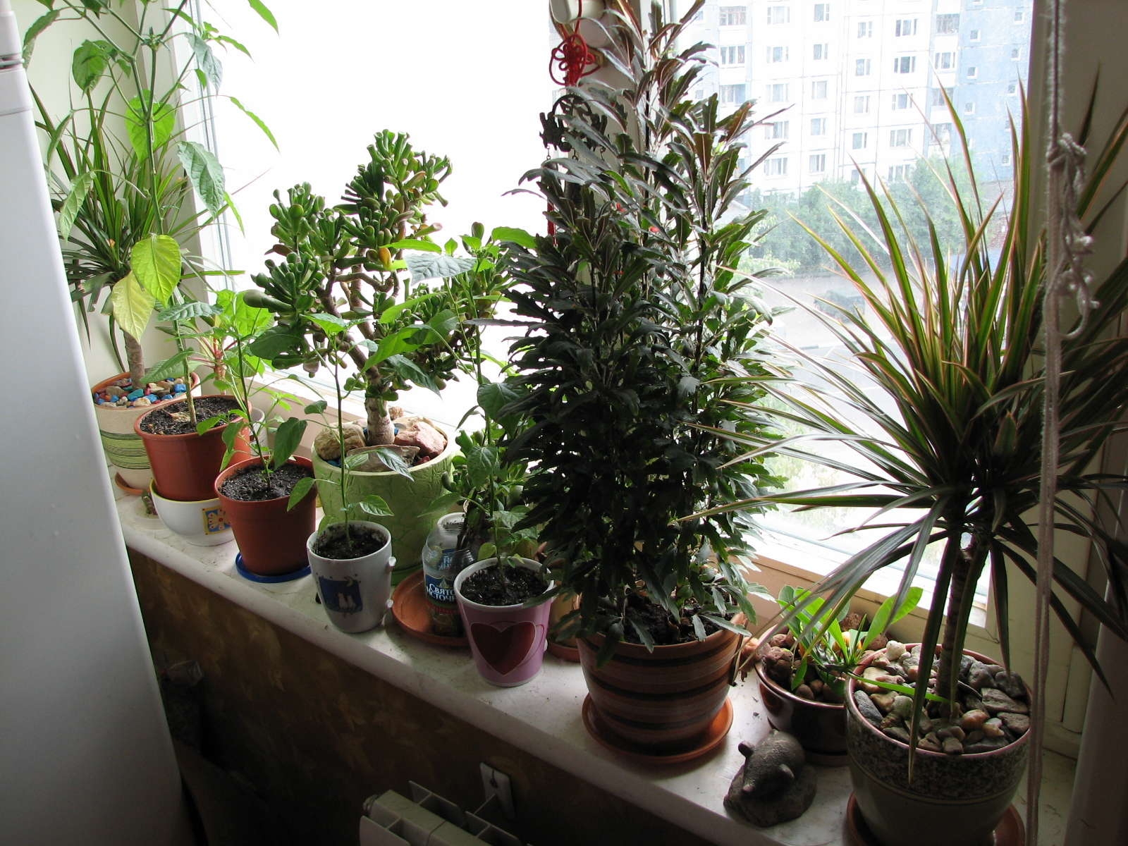 10 растений, которые наполнят дом кислородом (ФОТО)