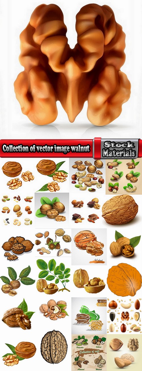 Collection of vector image walnut nut 25 EPS
