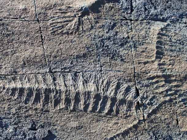 Палеонтологи нашли следы древнейшего на планете секса
