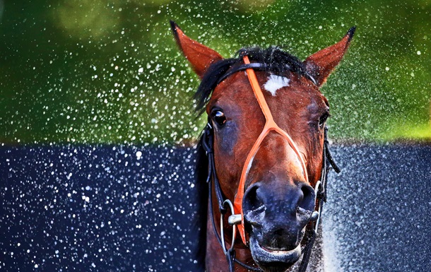 Ученые обнаружили у лошадей 17 "выражений морды"