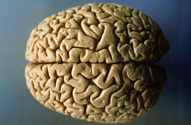 Ученые выяснили, какая "диета" позволила развить мозг древних людей
