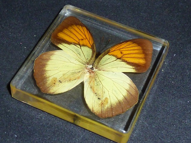 Бабочки №86 - Оранжево-жёлтая Бабочка (ixias pyrene)