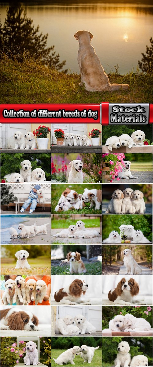 Collection of different breeds of dog puppy dog at sunset wool puppies 25 HQ Jpeg